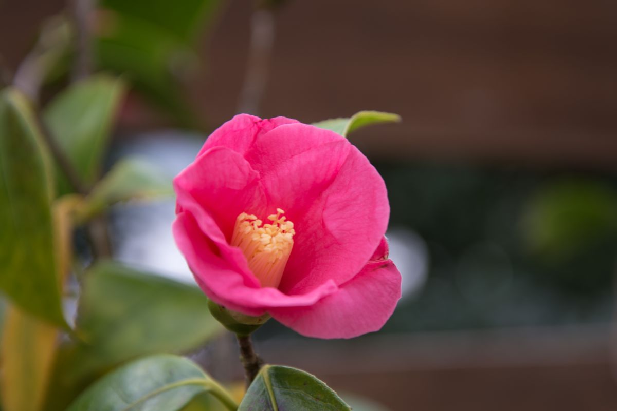 寒椿 紫式部 植物 花 花びら Ganref