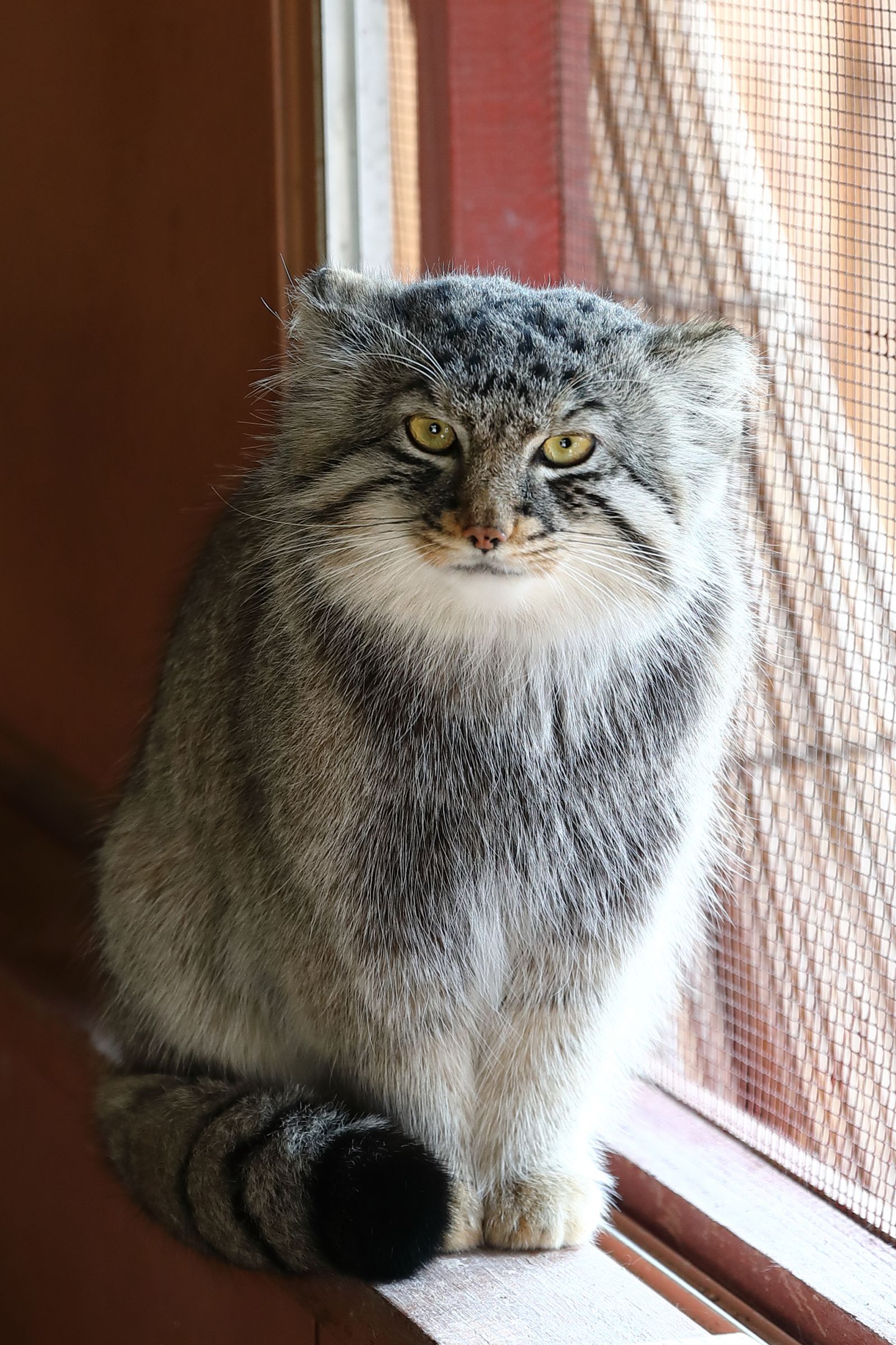 マヌルさん_2 | GANREF