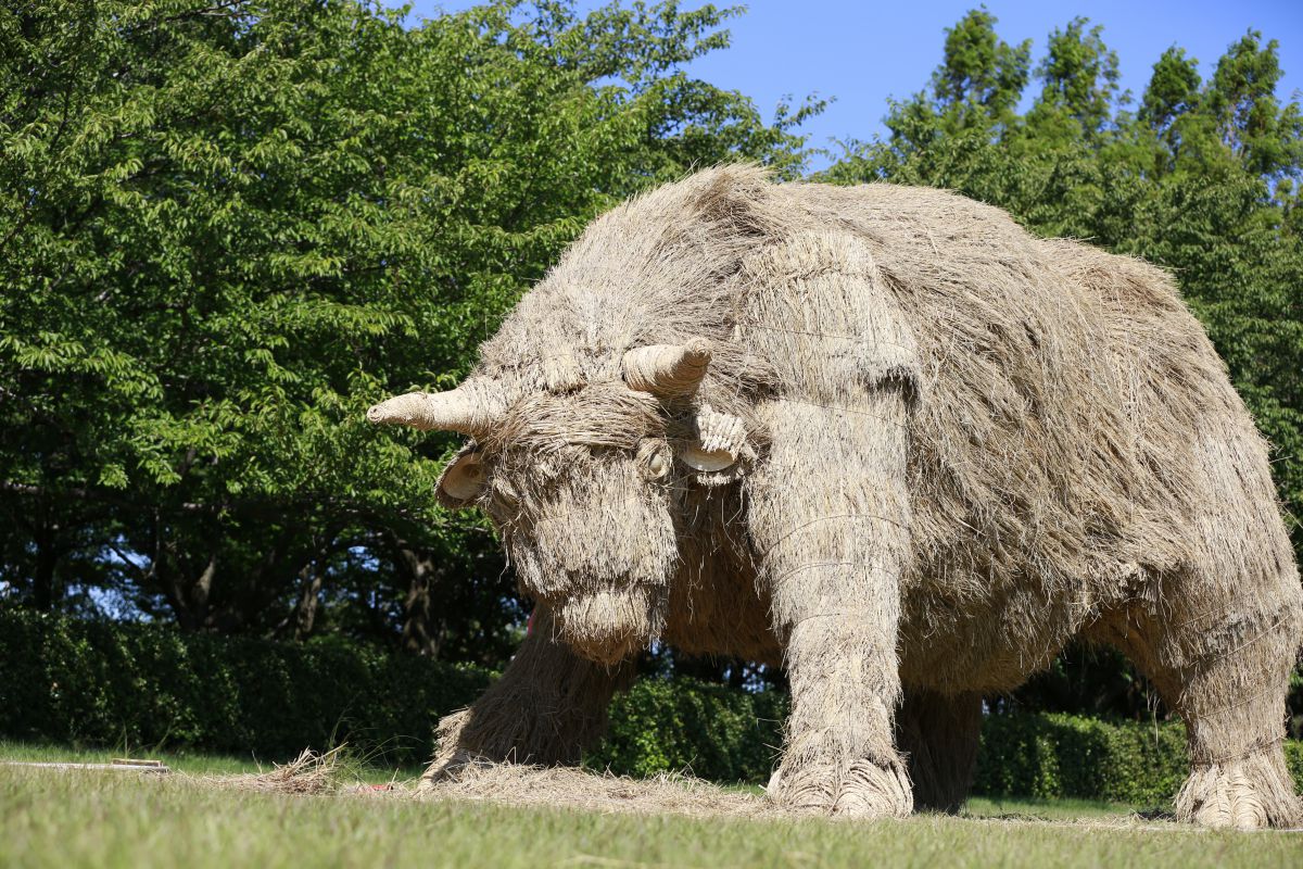 猛牛 行事 祭り Ganref
