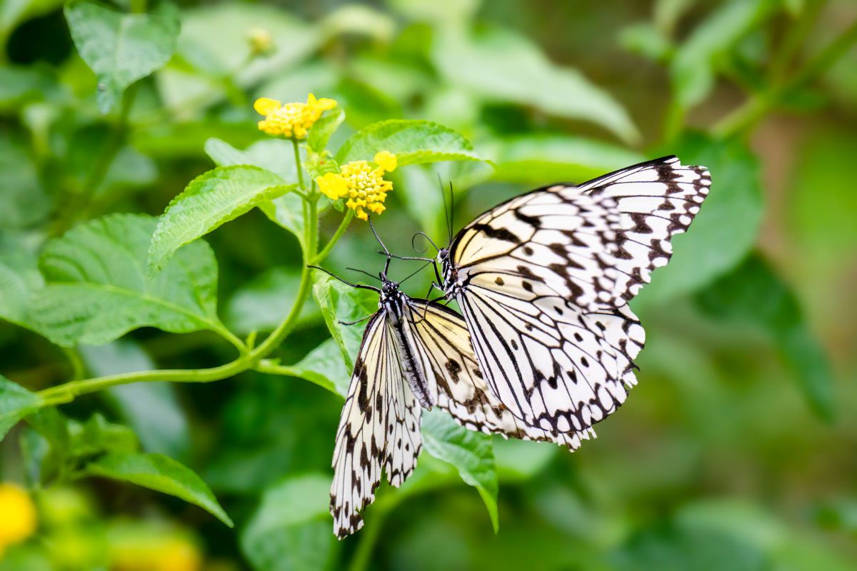 蝶・・・花から花へと | GANREF