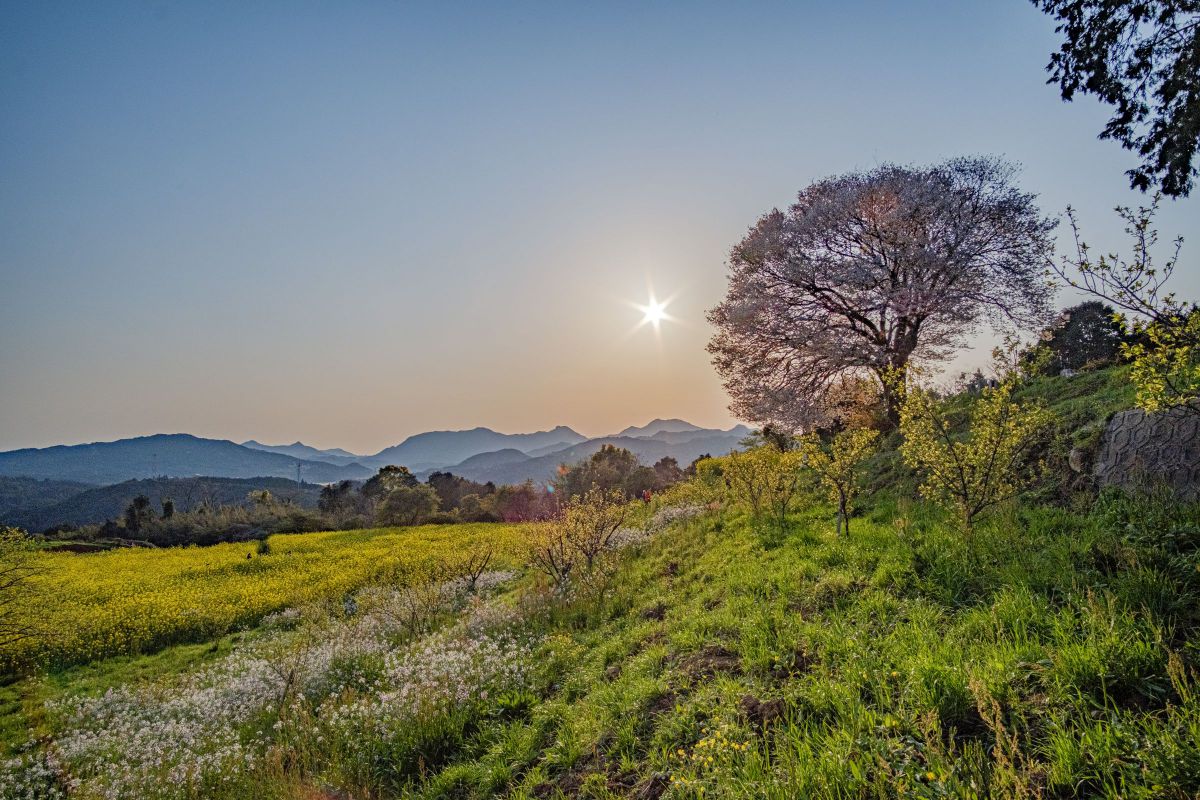 佐賀県武雄市 馬場の山桜となんらかの草 自然 風景 山 Ganref 佐賀県武雄市 馬場の山桜となんらかの草 自然 風景 山 Ganref