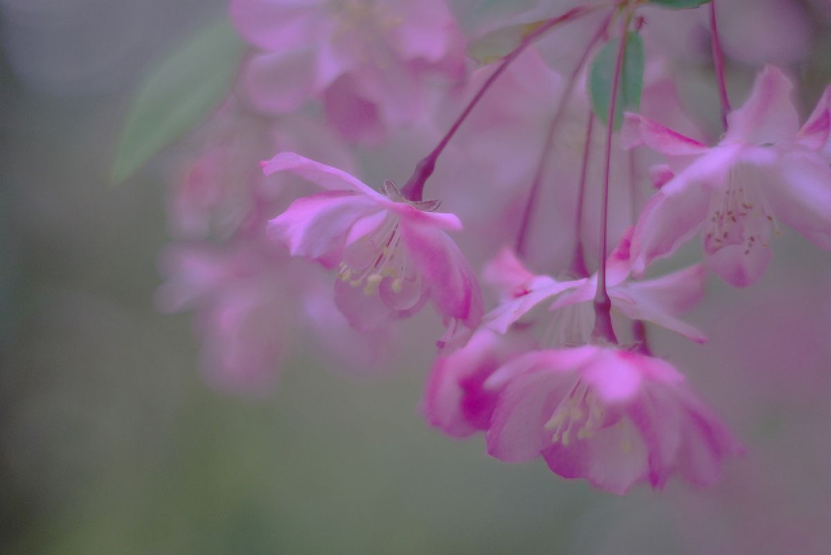 楊貴妃 植物 花 花びら Ganref