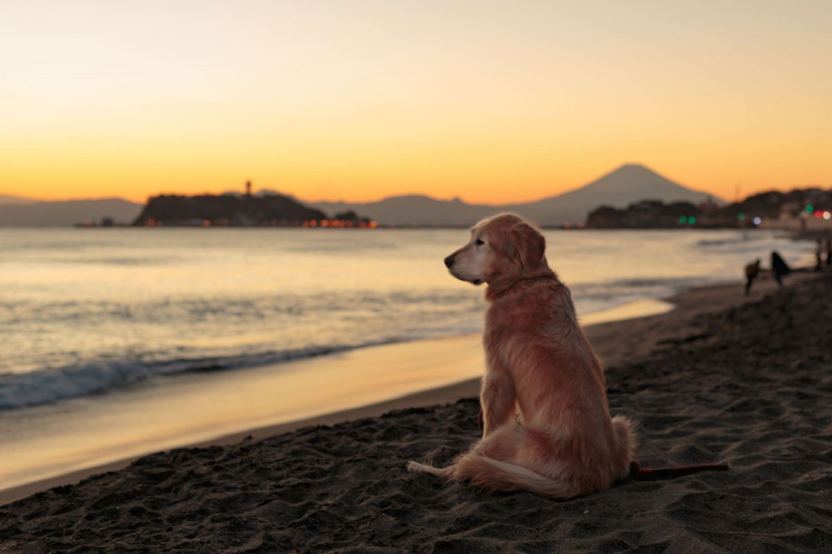 老犬、ふるさとの海を眺める。 | 動物 ＞ 犬 | GANREF