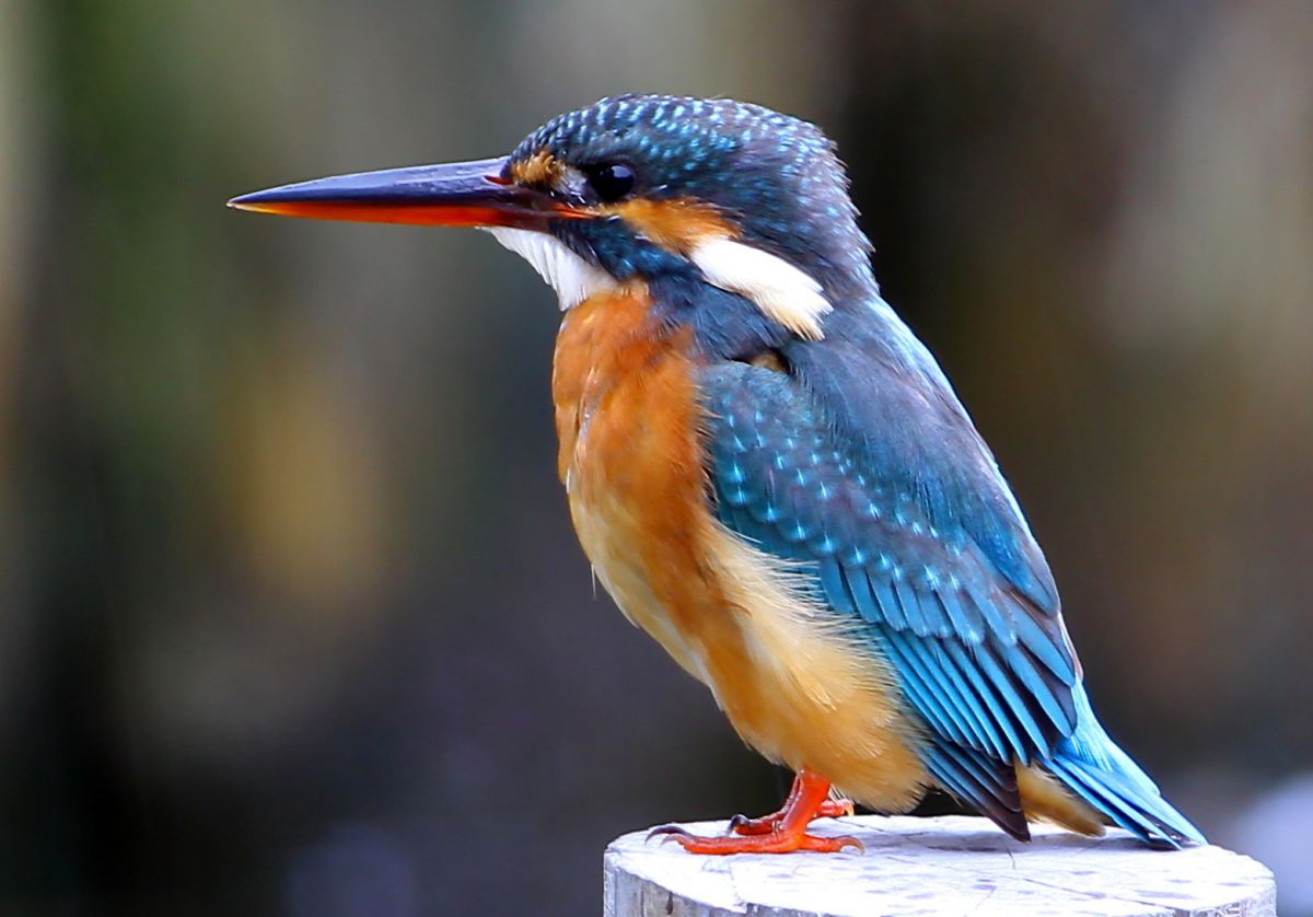 カワセミ 真横静止画 動物 鳥類 Ganref