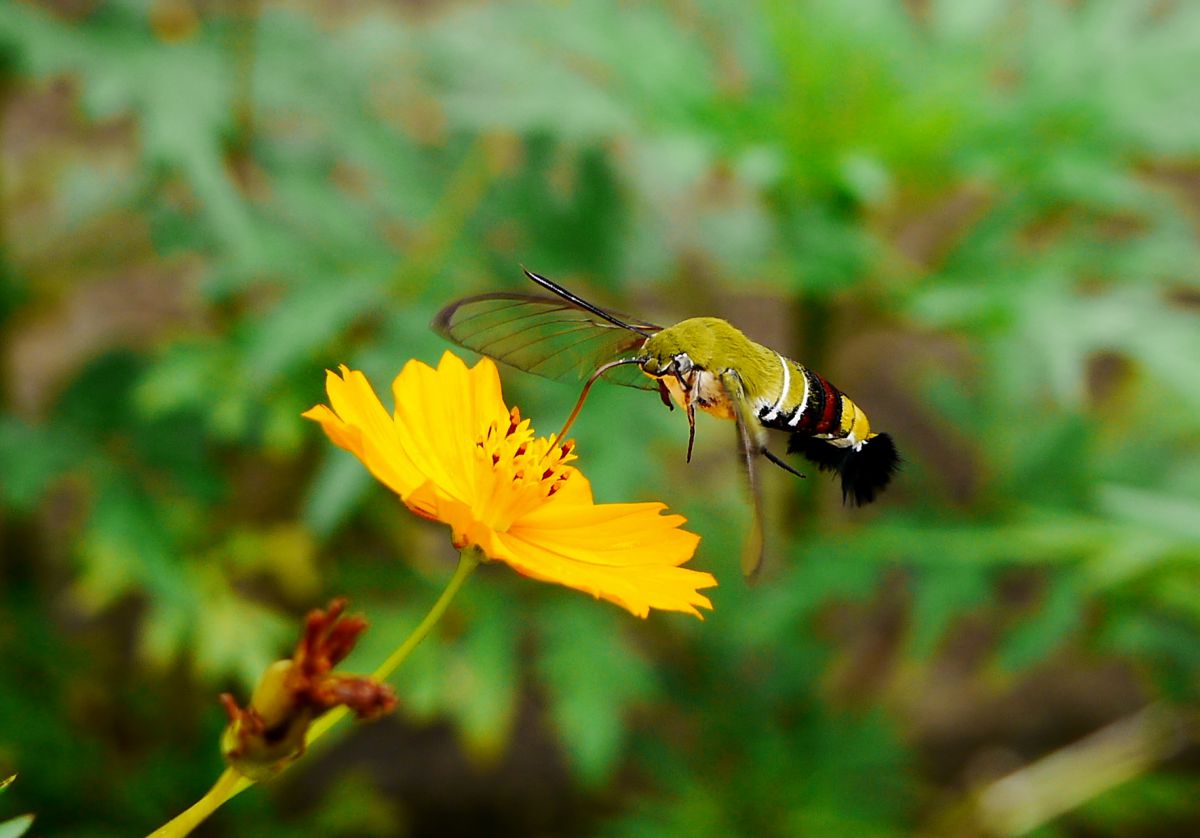 ホシホウジャク 改め オオスカシバ 動物 虫 昆虫 Ganref