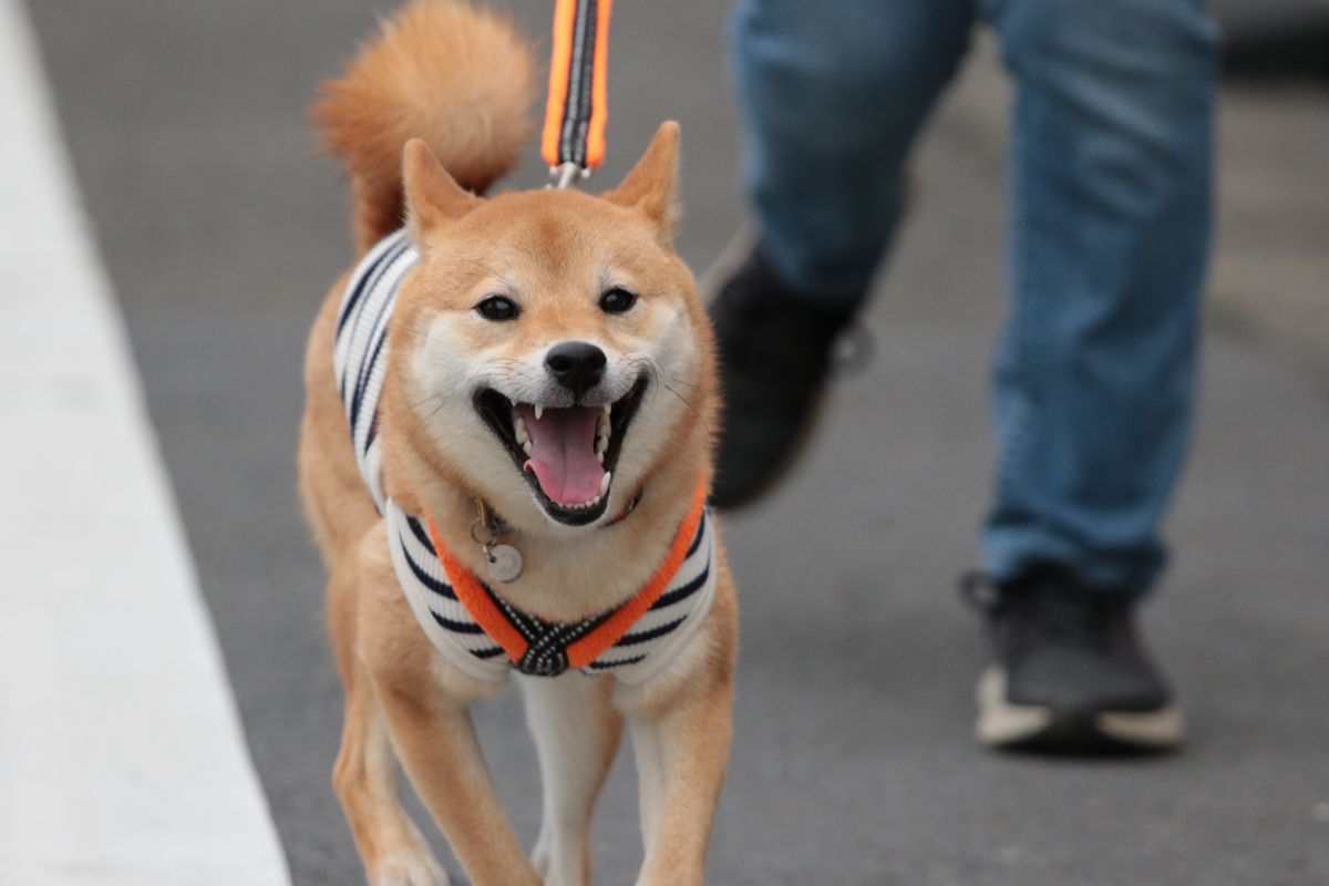 笑顔 動物 犬 Ganref