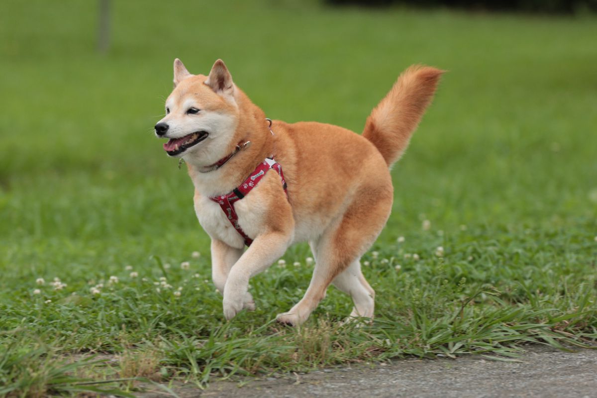 立ち上がる 動物 犬 Ganref