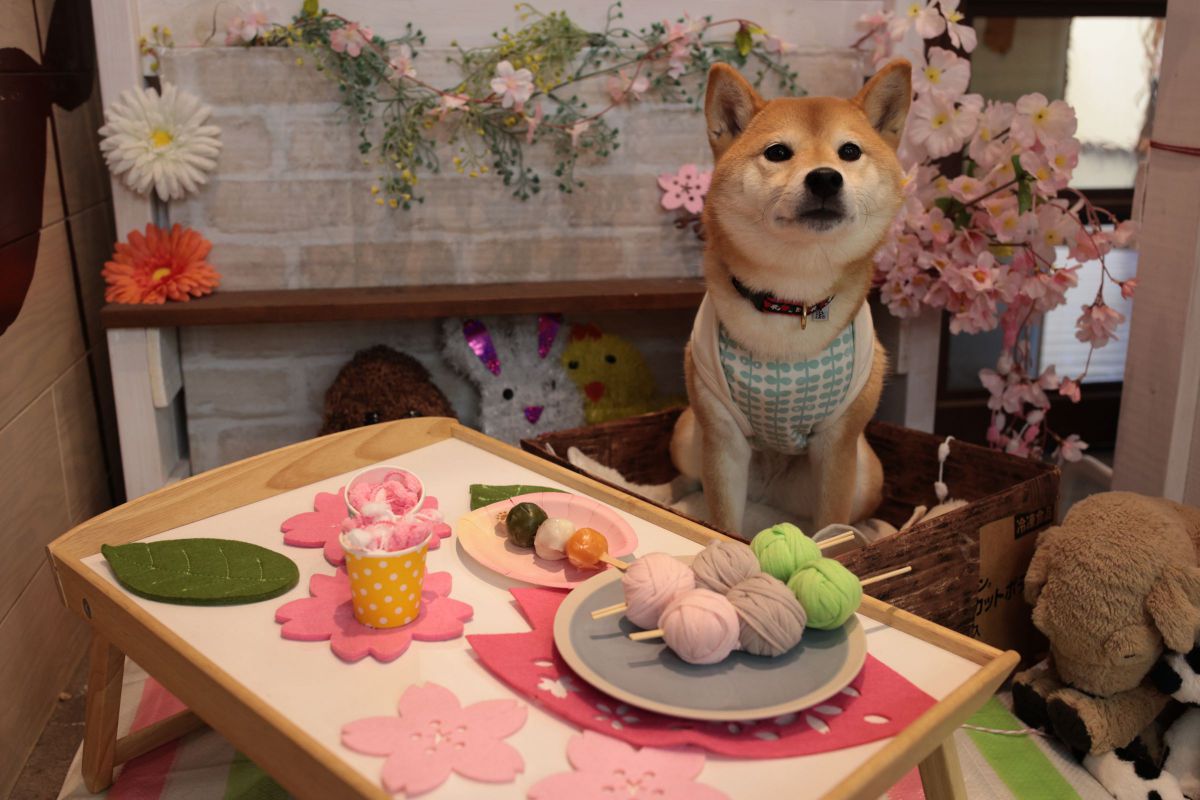 三色団子 動物 犬 Ganref