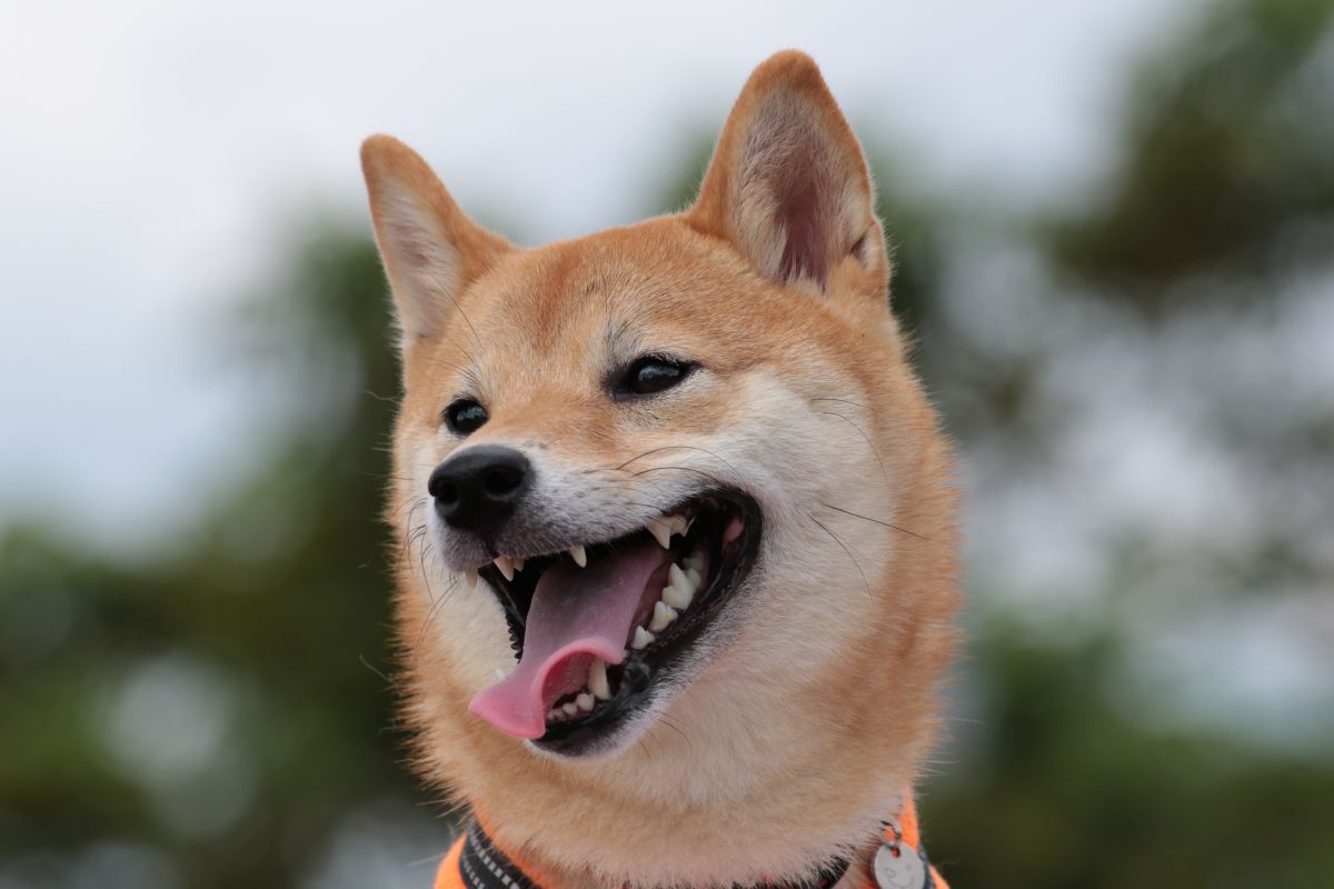笑顔 動物 犬 Ganref