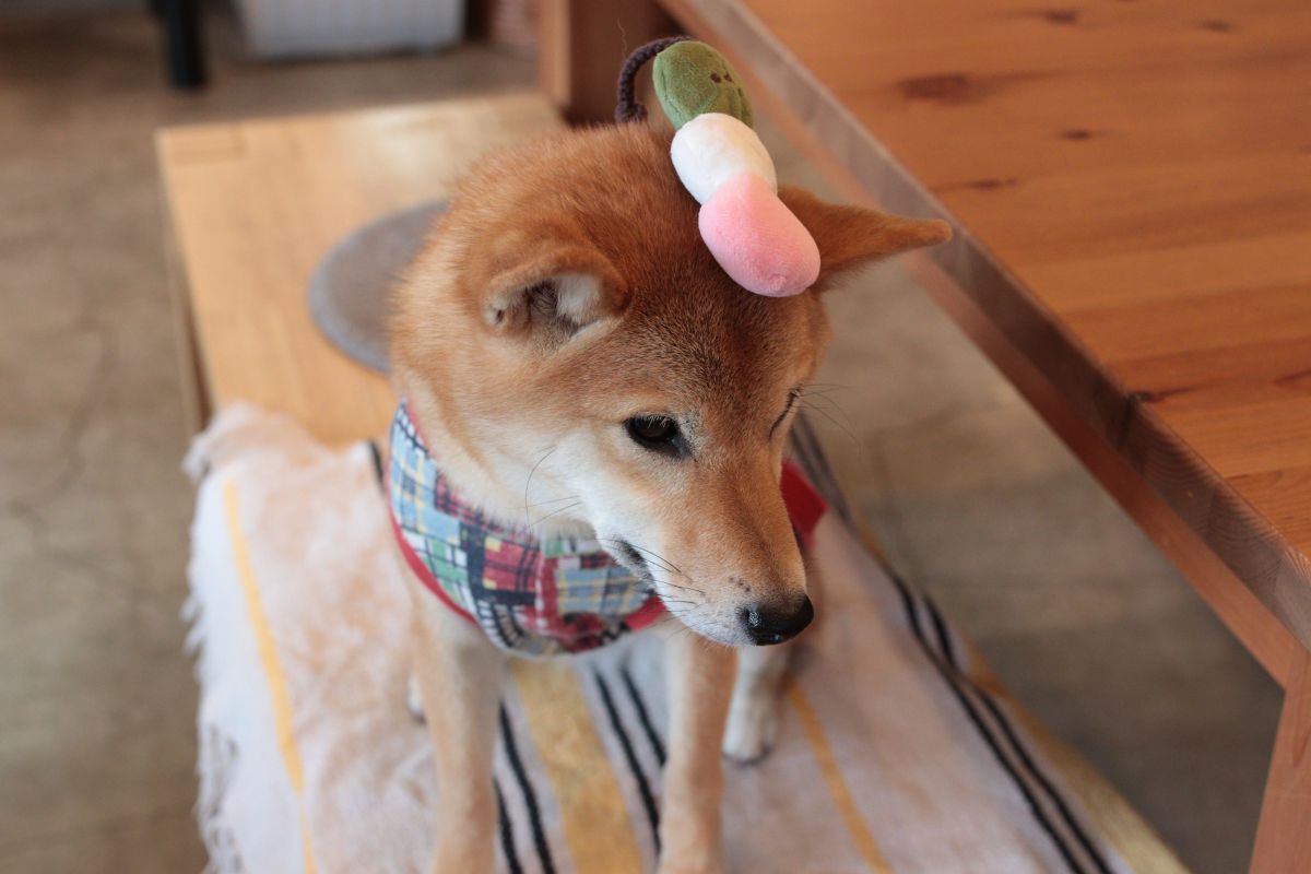 三色団子 動物 犬 Ganref