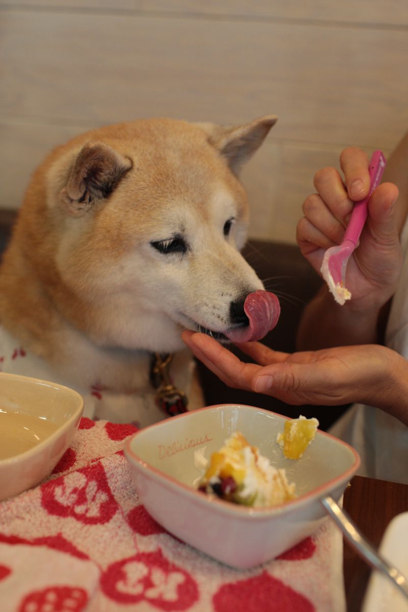 ケーキを食べる 動物 犬 Ganref