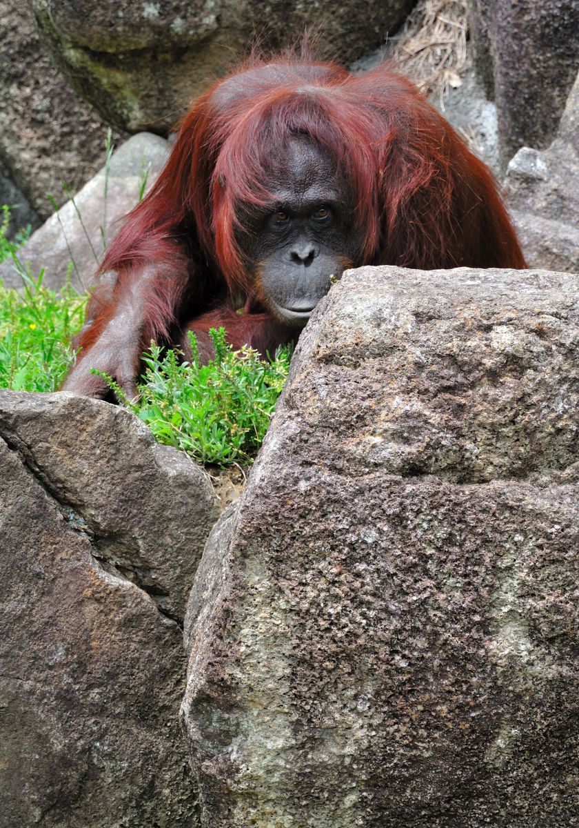 森の賢人 Www Gigascope Net