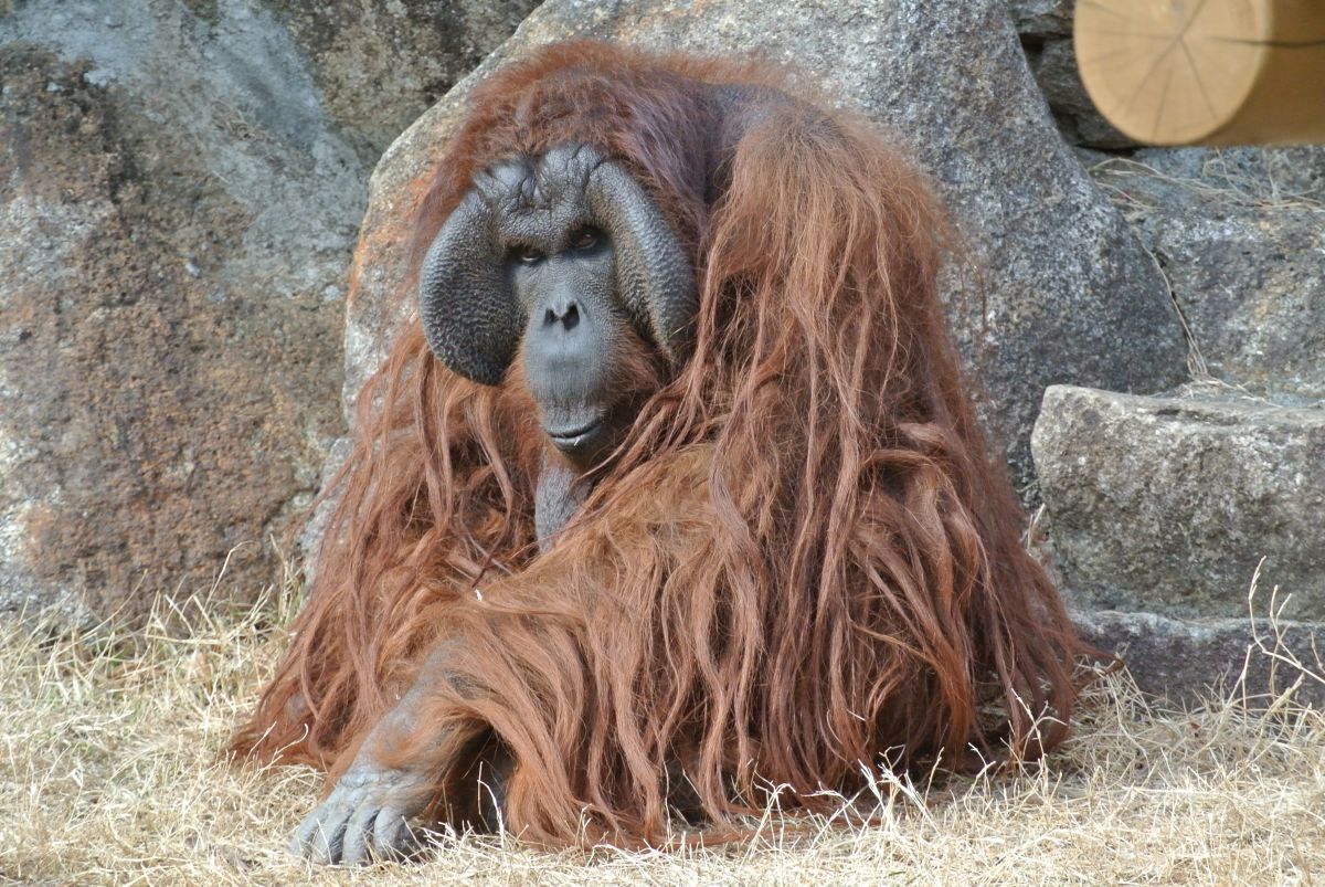 森の賢人 Www Gigascope Net