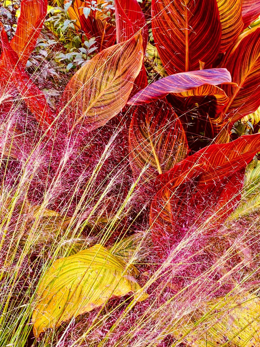 color leaf | GANREF