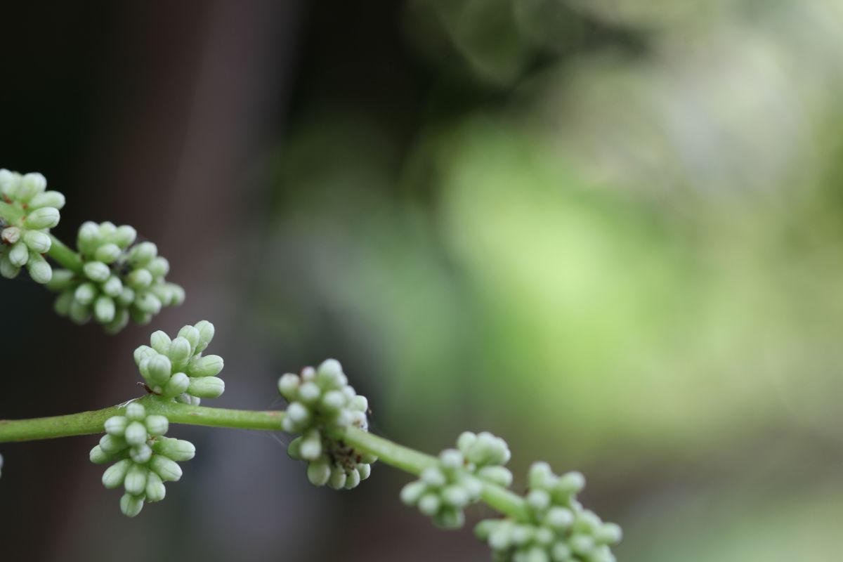 高価な樹 植物 花 花びら Ganref