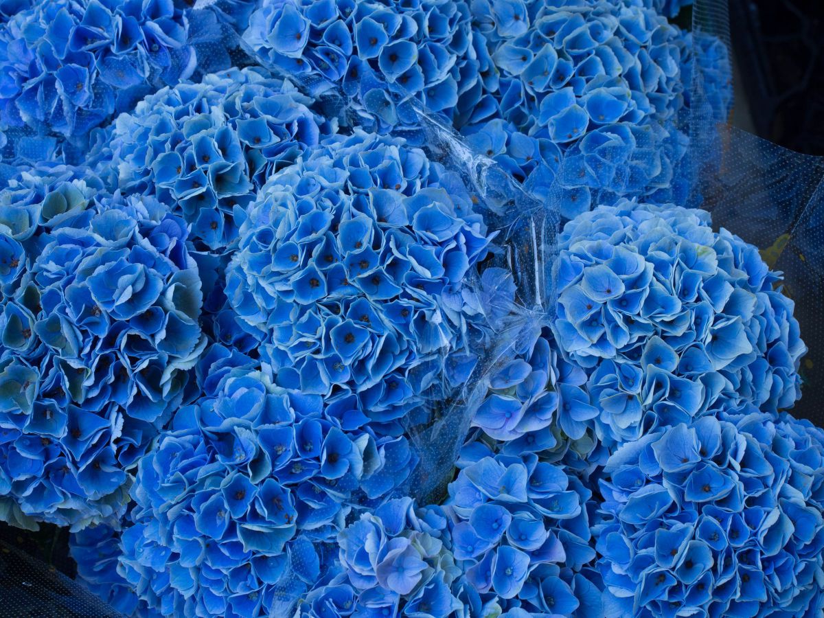 Blue Blue Blue | GANREF