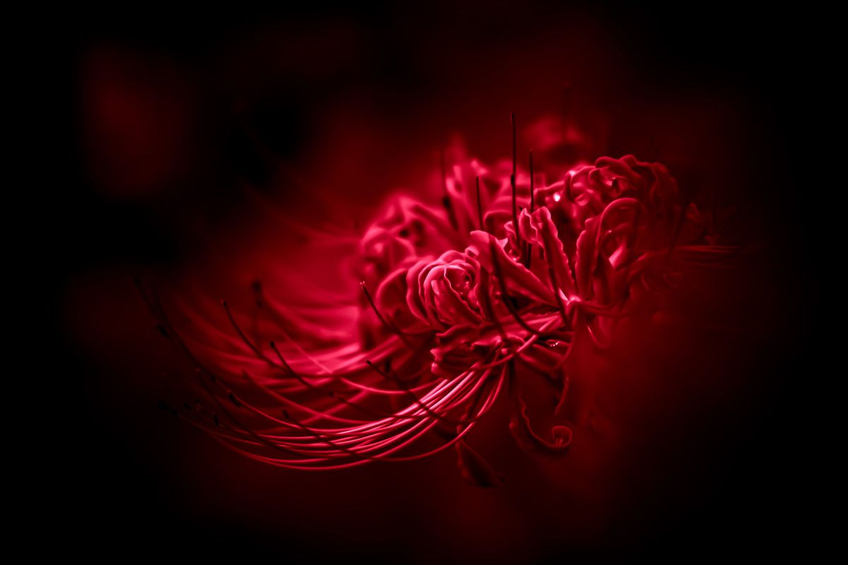 LUMIX S 28-200mm F4-7.1 MACRO O.I.Sで撮影された写真 | 写真検索 