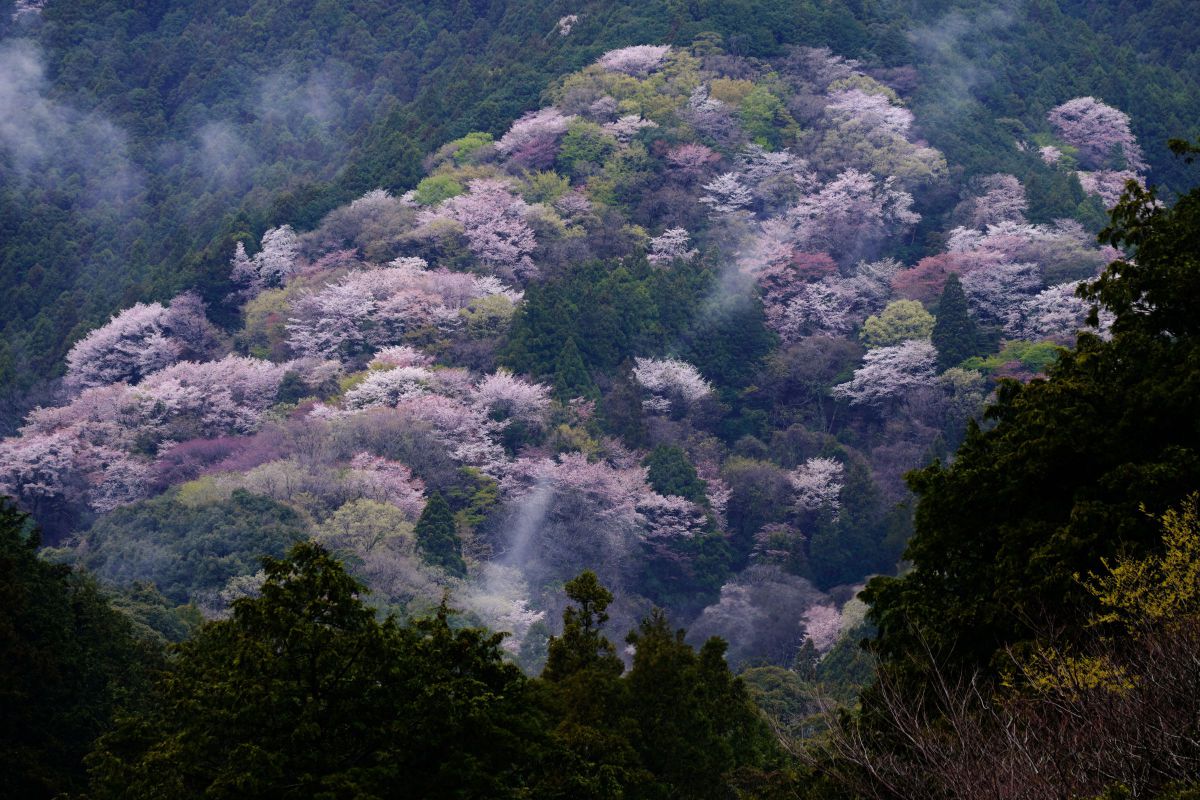 LUMIX S 28-200mm F4-7.1 MACRO O.I.Sで撮影された写真 | 写真検索 