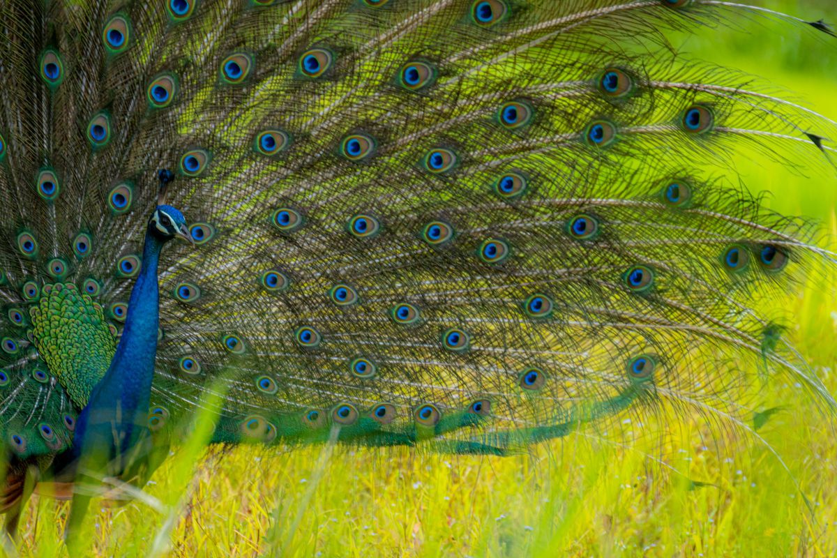 石垣島の野鳥 動物 鳥類 Ganref
