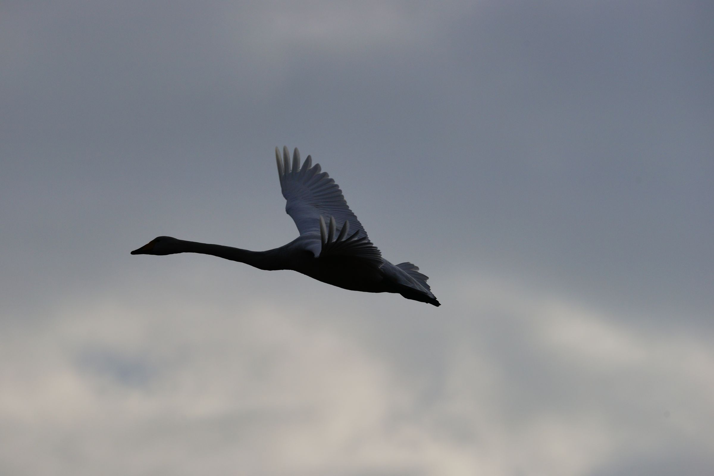 空高く飛ぶ白鳥 | GANREF