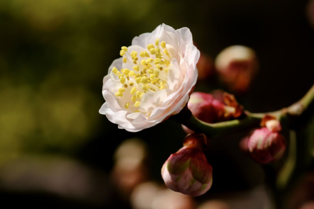 Ai AF Micro-Nikkor 60mm f/2.8Dで撮影された写真 | 写真検索 | GANREF
