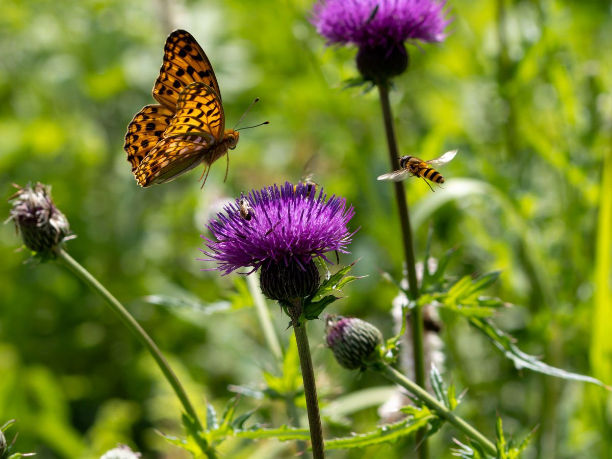 M.ZUIKO DIGITAL ED 100-400mm F5.0-6.3 IS IIで撮影された写真 | 写真