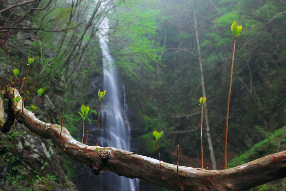 XF16-55mmF2.8 R LM WRで撮影された写真 | 写真検索 | GANREF