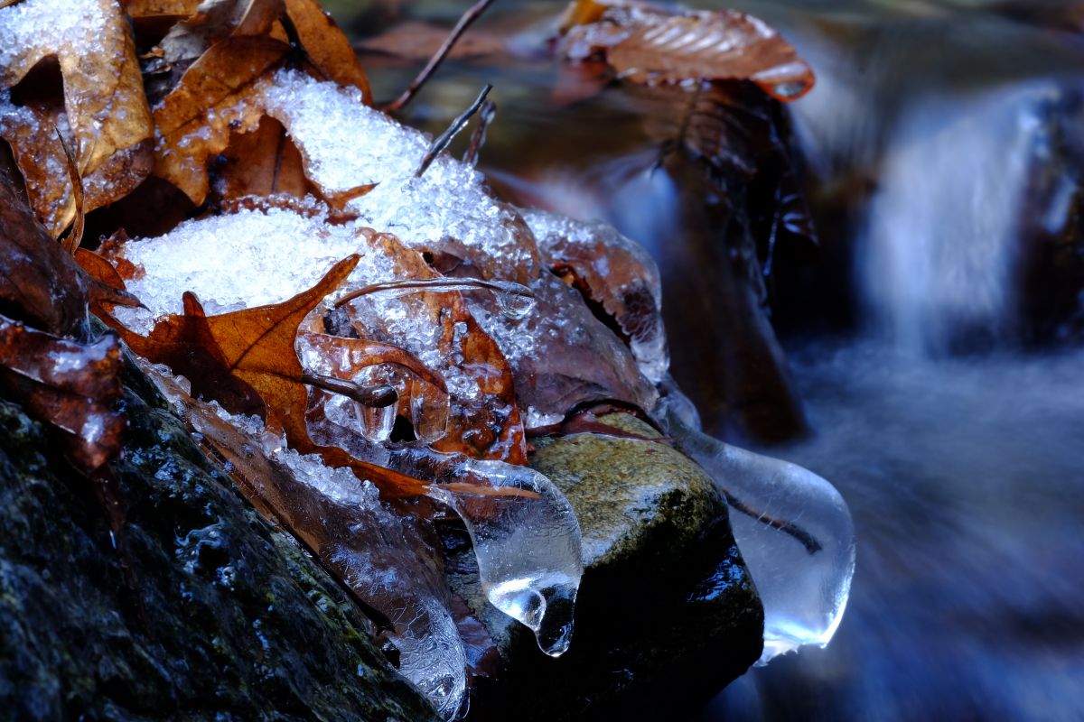 XF60mmF2.4 R Macroで撮影された写真 | 写真検索 | GANREF