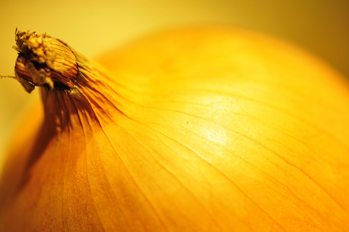 オニオンさん 食べ物 飲み物 野菜 Ganref