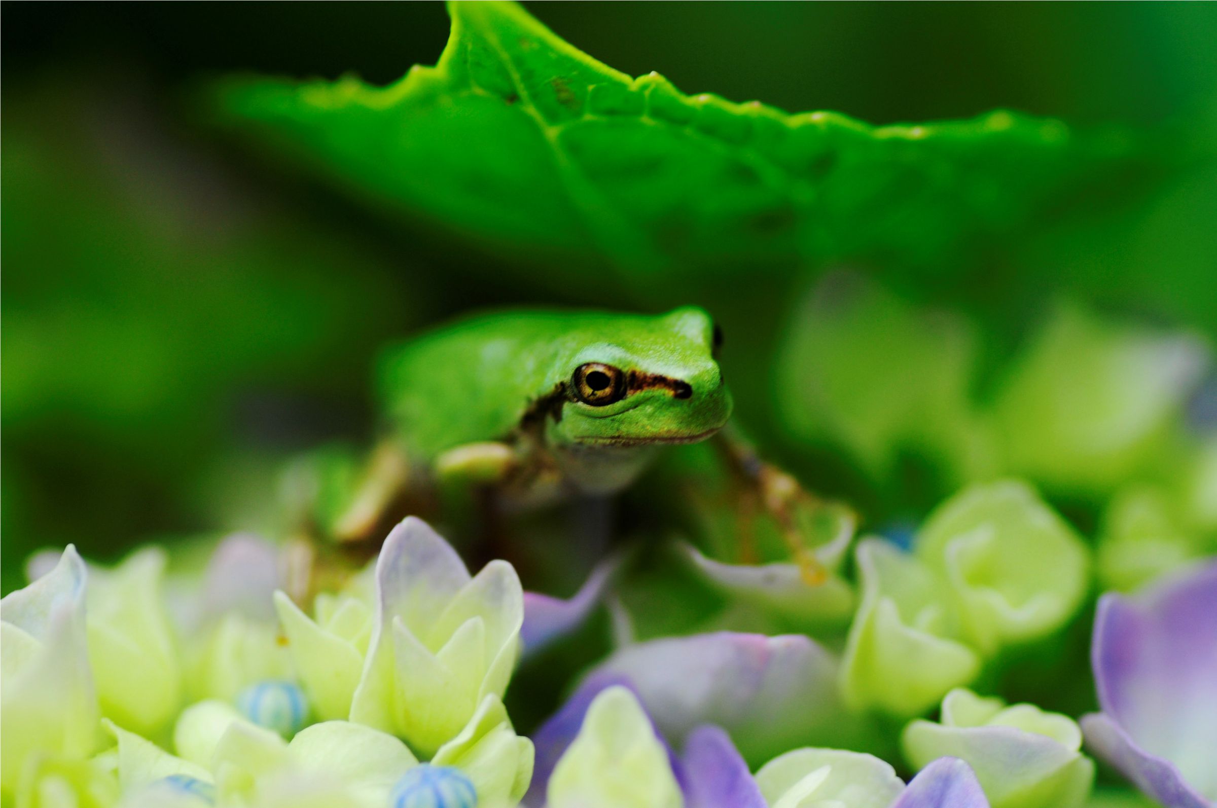 雨宿りして悪いかい？！ | GANREF