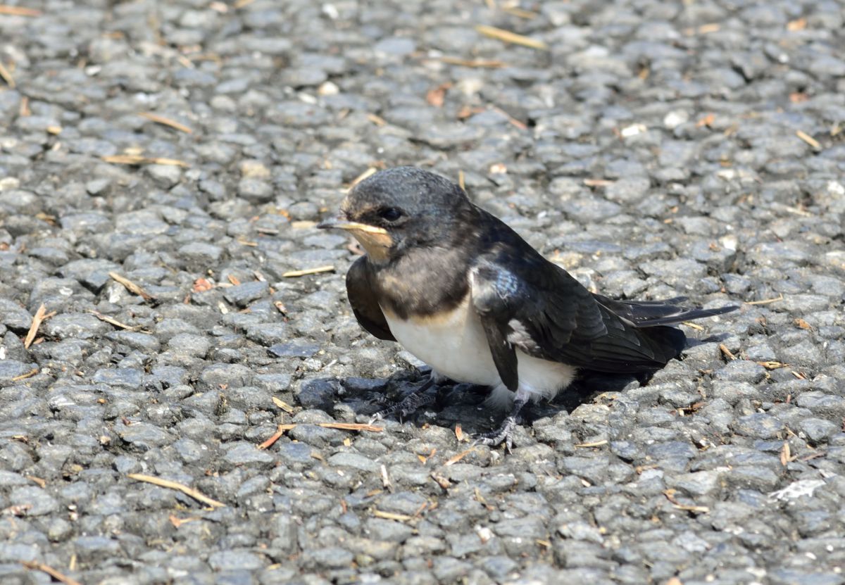 ツバメのヒナが 動物 鳥類 Ganref