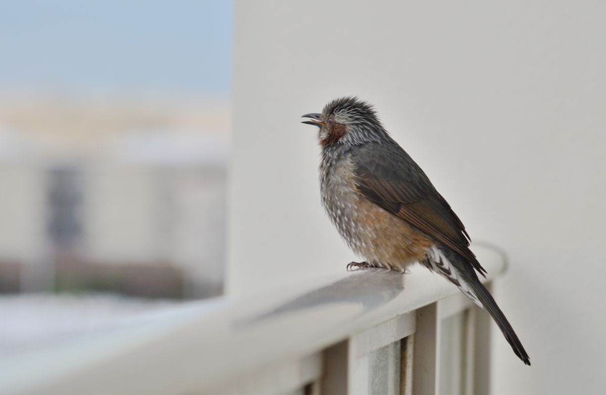 もしかしてイソヒヨドリ 動物 鳥類 Ganref