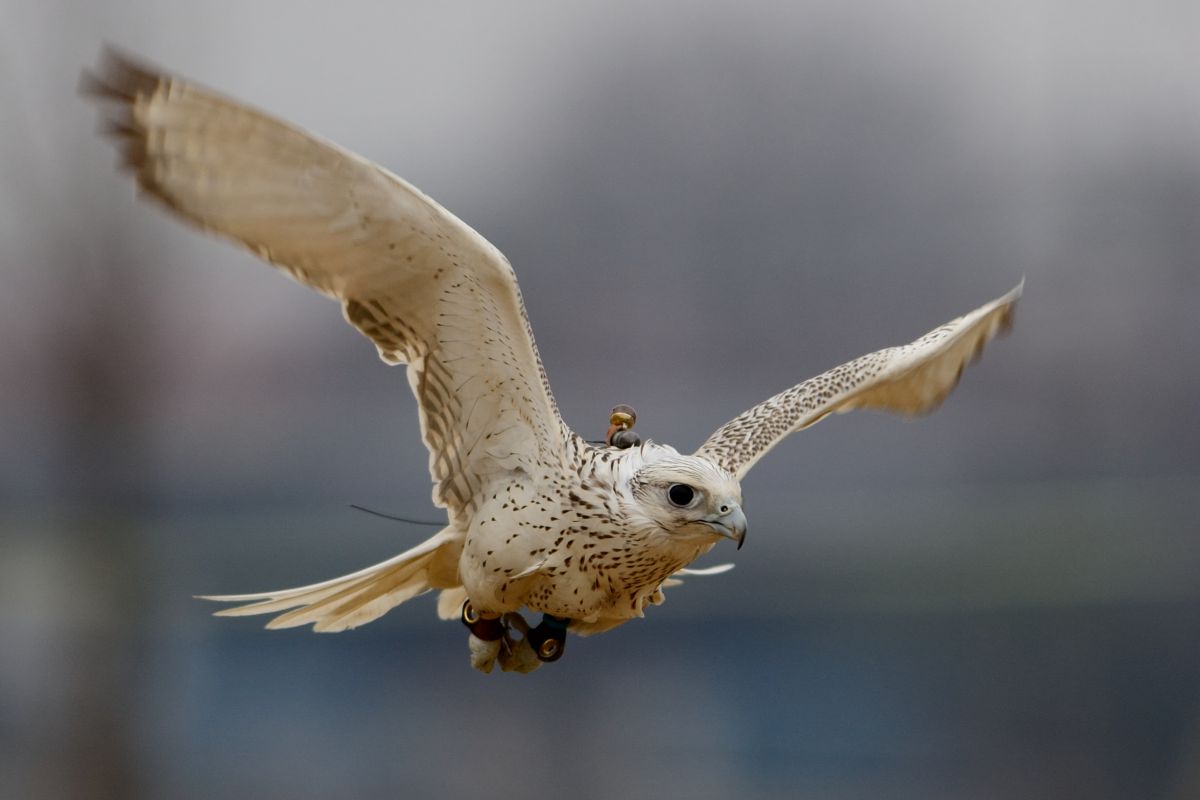 精悍な飛翔 動物 鳥類 Ganref
