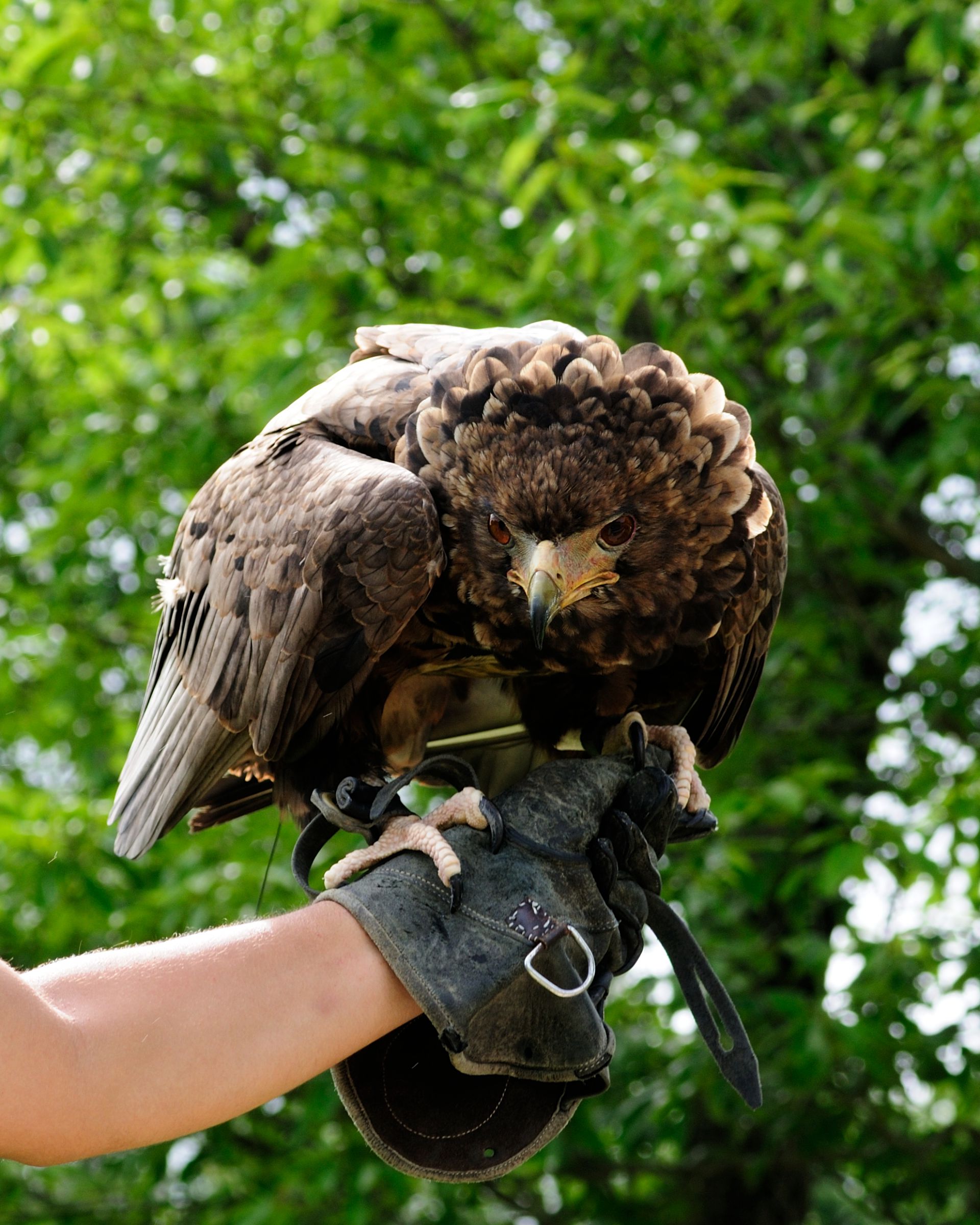 ダルマワシ雄成鳥の剥製 ダルマワシ雄成鳥の剥製