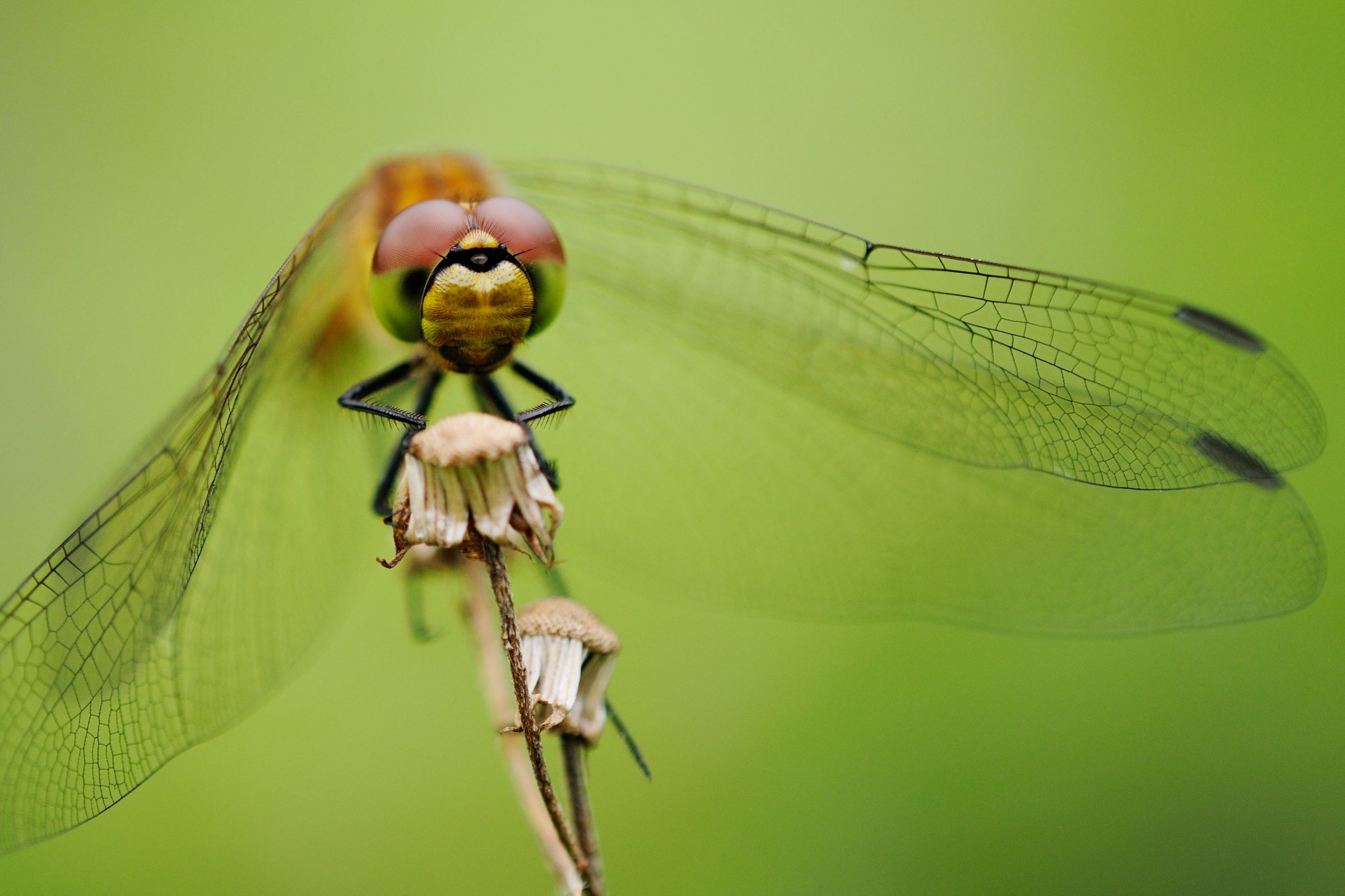 さとんぼ トンボの正面系！ | GANREF