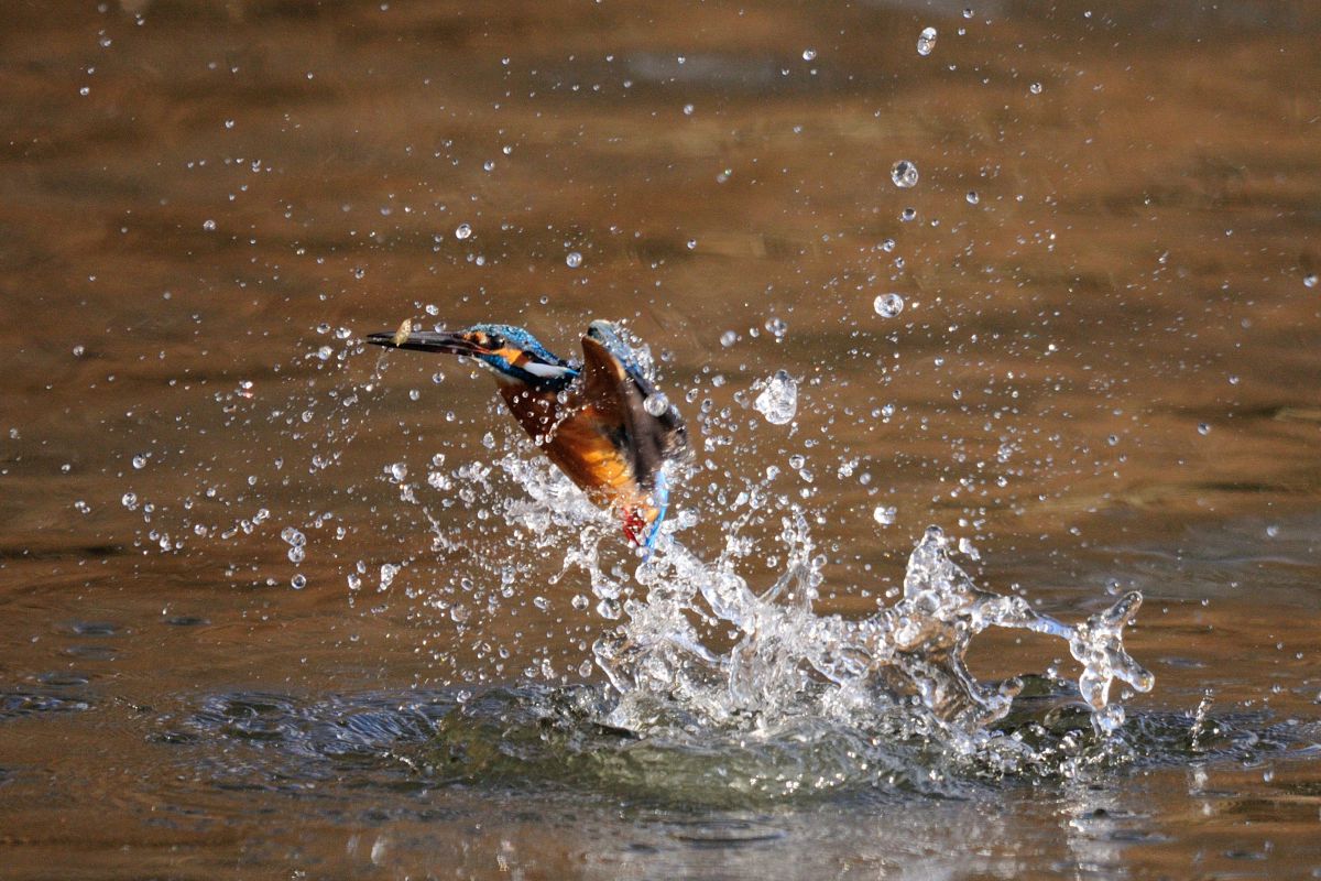 夕暮れの水飛沫 動物 鳥類 Ganref