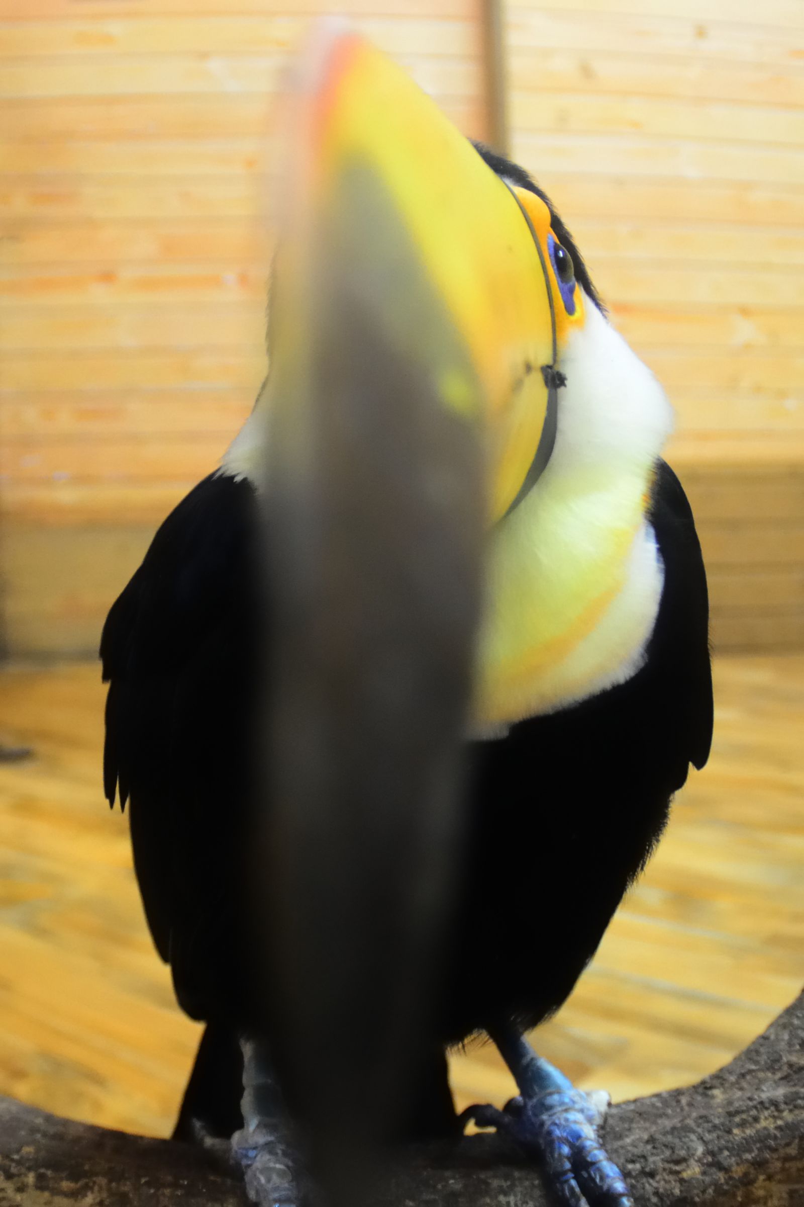 なにぃ～？ オニオオハシの正面系！ | GANREF