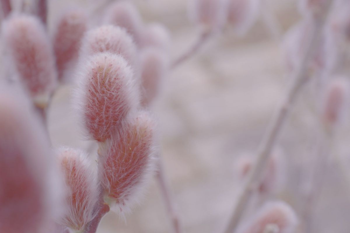 ねこやなぎ ねこやなぎ on X