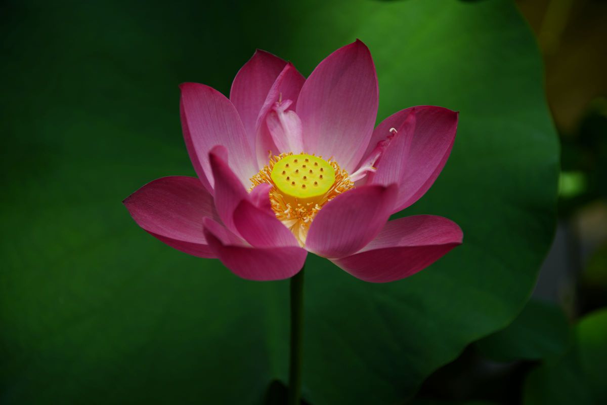 AF ZOOM 35-105mm F3.5-4.5で撮影された写真 | 写真検索 | GANREF