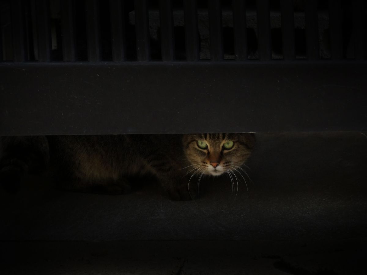 覗き見 動物 猫 Ganref