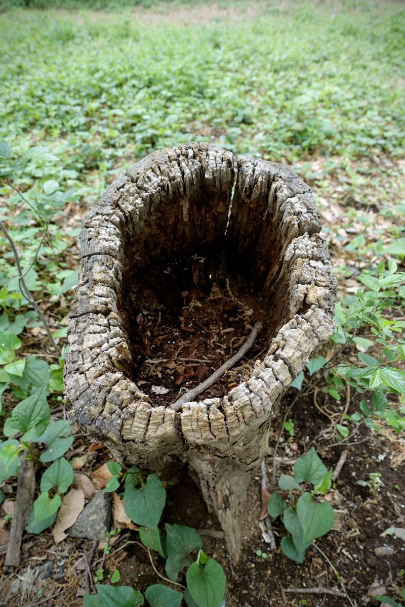 hole | GANREF