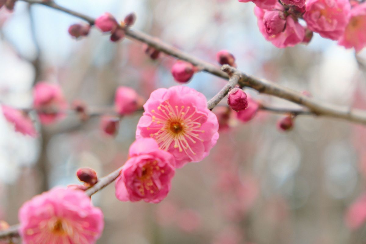 pink | GANREF