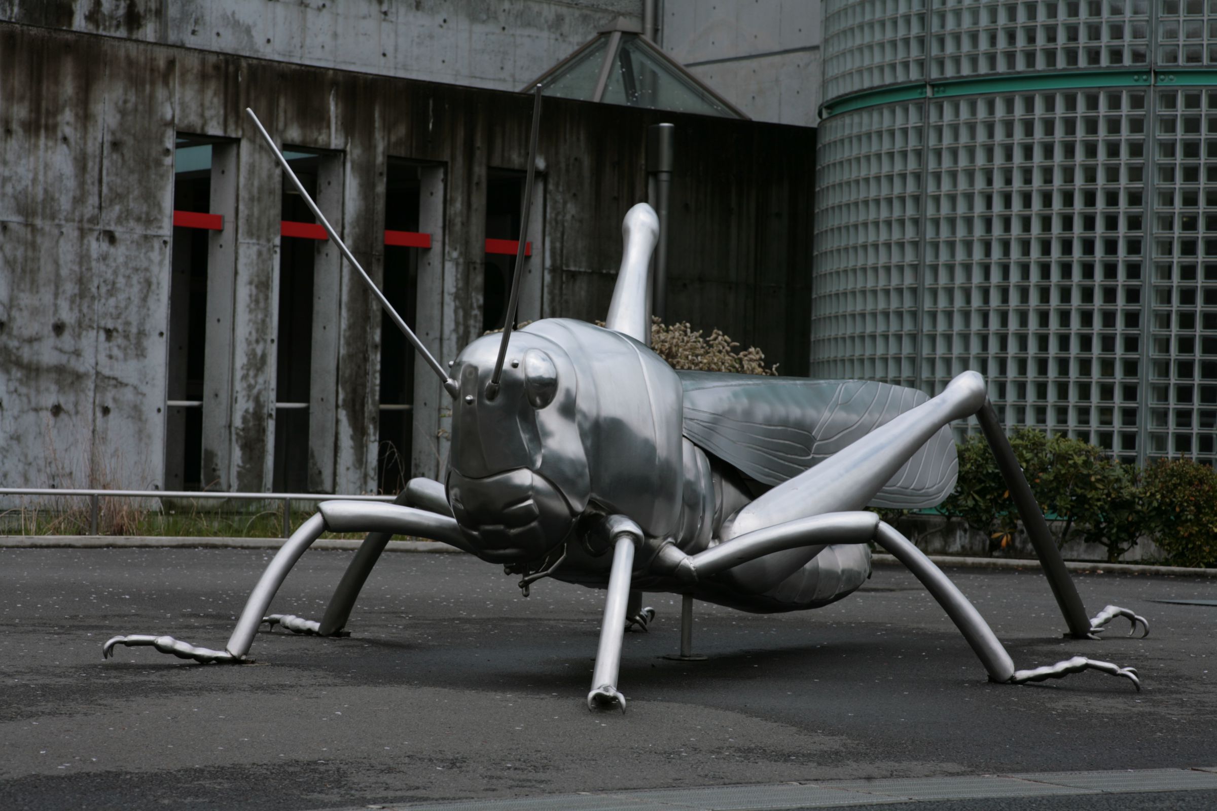 巨大バッタ現る | GANREF