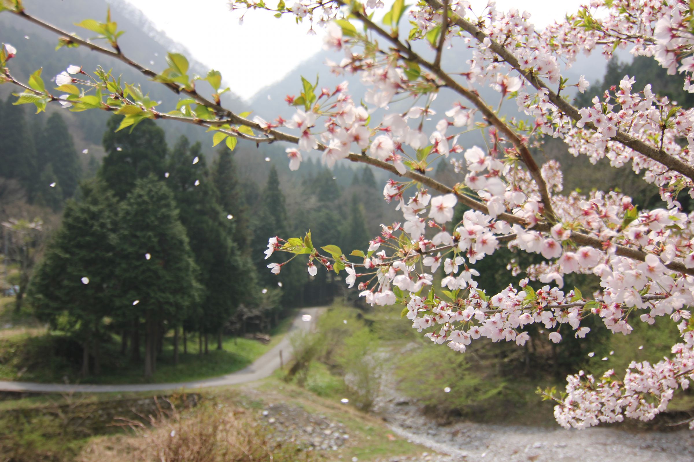 アールビバン／ごとP「桜の花びら舞い散る頃」 桜の花びら舞い散る八重桜並木[81095000681]の写真・イラスト