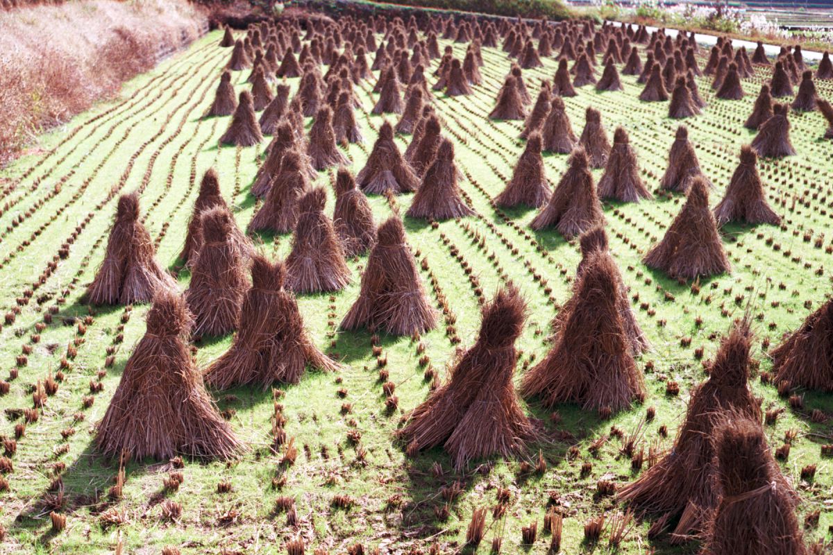 積み藁 日本 中国地方 Ganref