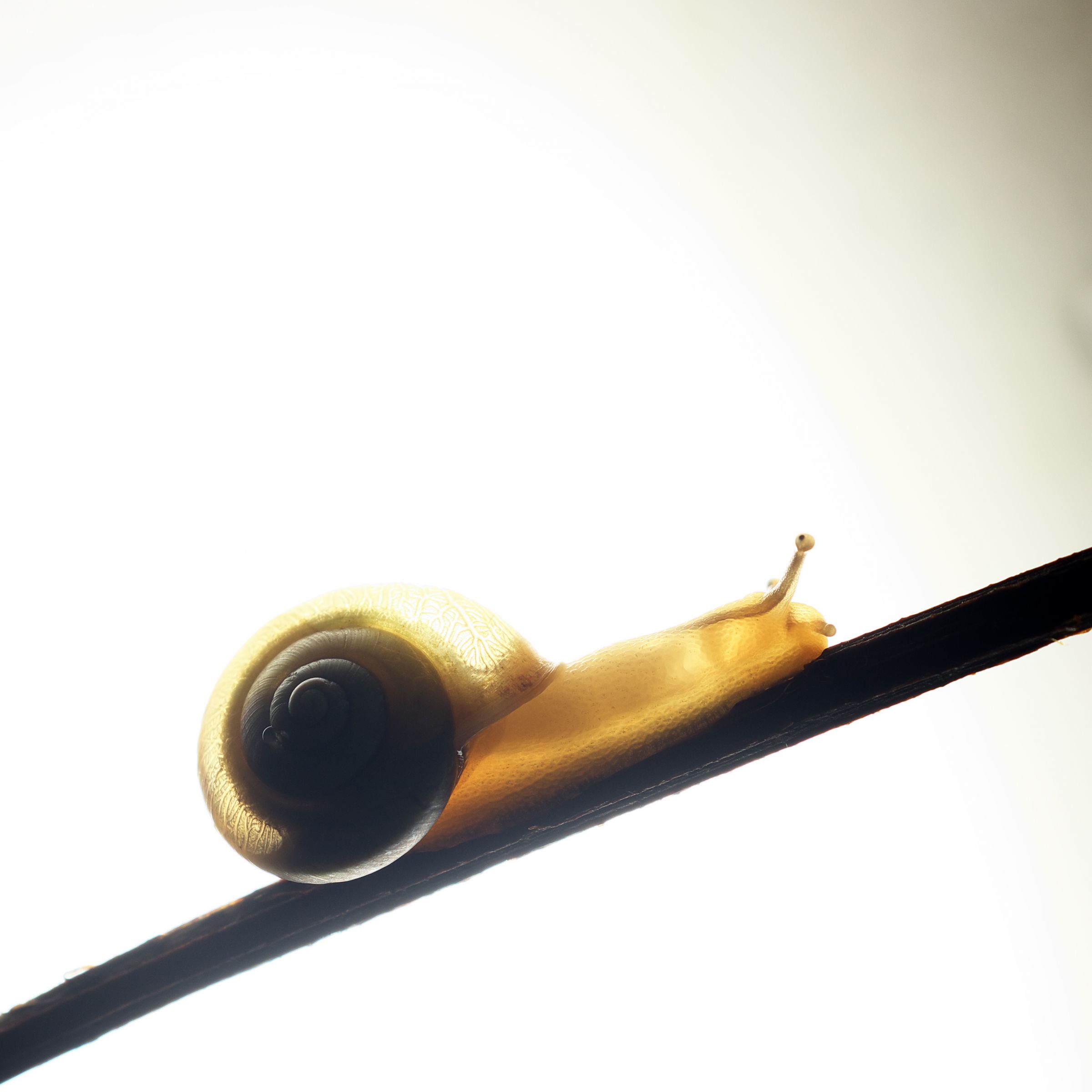 カタツムリのレントゲン16X09M19 | GANREF