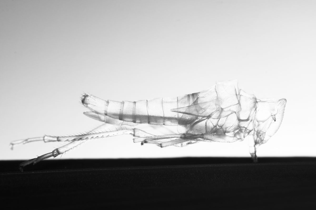 もにゅめんと 17x04t27 1 動物 虫 昆虫 Ganref