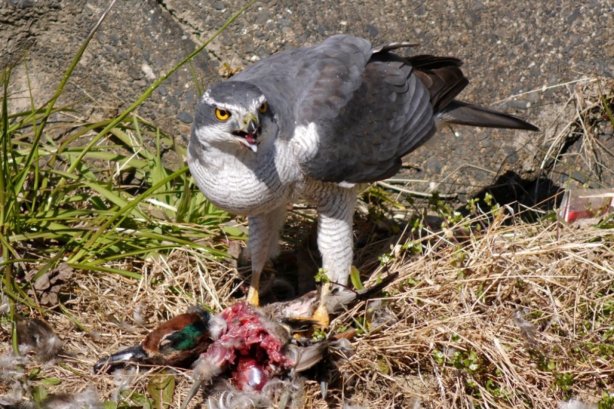 カモを食べるオオタカ 動物 鳥類 Ganref