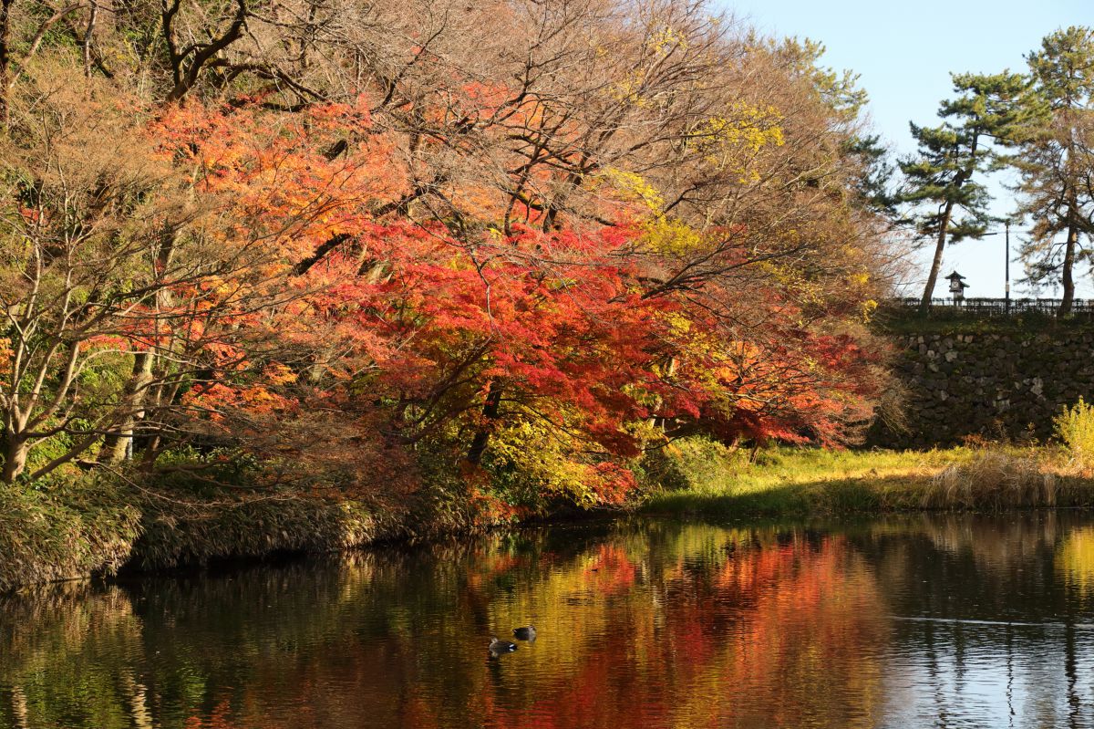 高岡古城公園 石垣とお濠と散りかけの紅葉 街並み 建物 公園 Ganref