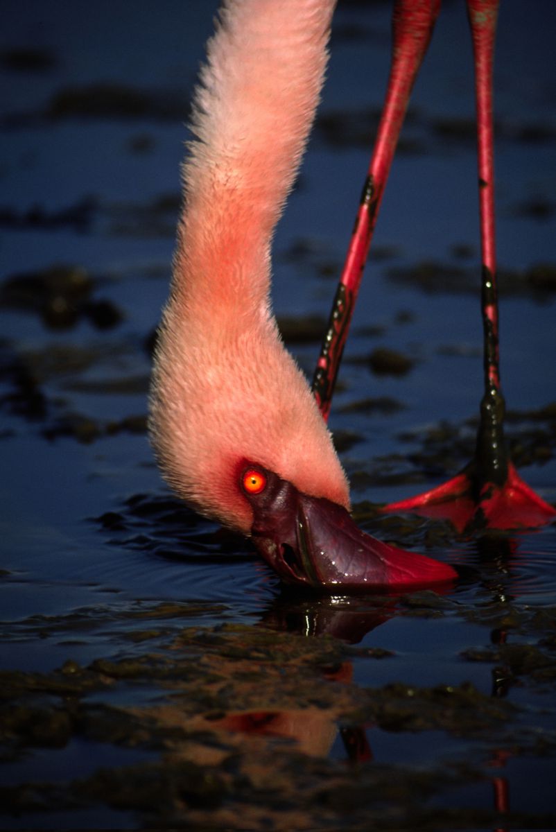 摂餌 Jpg 動物 鳥類 Ganref